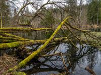 Mehrere mit Moos bedeckte Bäume liegen im See